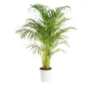 Areca pot Ø24 cm/ H120 cm