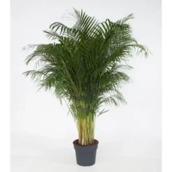 Areca pot Ø12 cm/ H50 cm