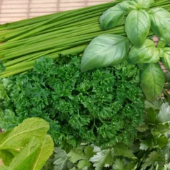 Aromatique Varie Bio. La jardinière de 40 cm