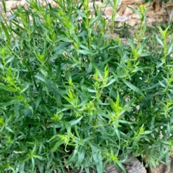 Artemisia Bio. Le pot de 1 litre