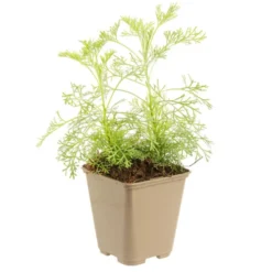 Artemisia Bio. Le pot de 9x9 cm