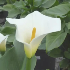 Arum Blanc. Le pot de 35 cm