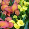 Arum De Couleur. Le pot de 14 cm
