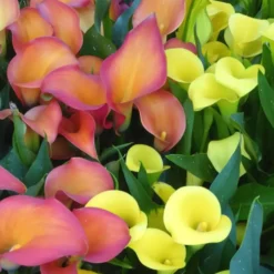 Arum De Couleur. Le pot diam 12 cm