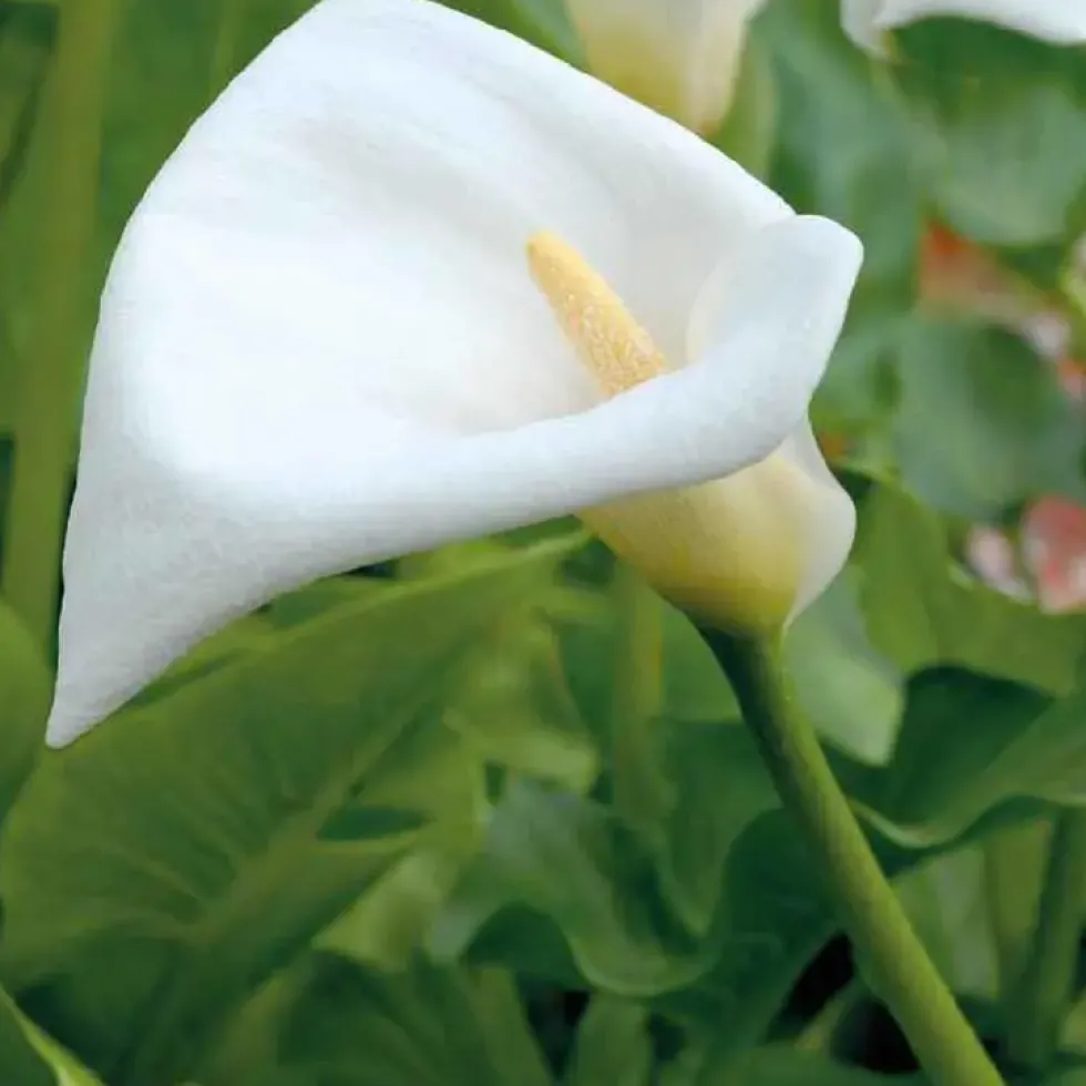 Arum d’Éthiopie godet 9x9 cm