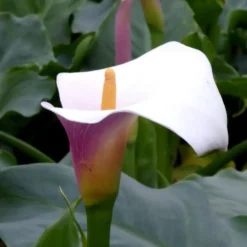 Arum Rose. Le pot de 19 cm