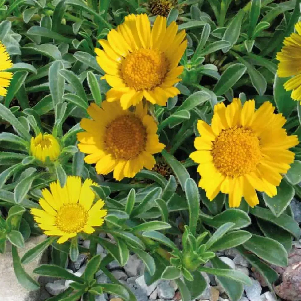 Asteriscus Maritimus. Le pot de 14 cm