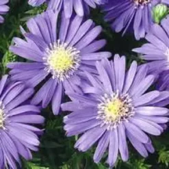 Aster vivace - La jardinière de 40 cm