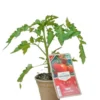 Aubergine Barbentane Bio. Le pot biodégradable de diamètre 10 cm