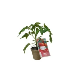 Aubergine Black Beauty Bio. Le pot de 1 litre