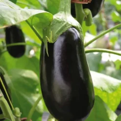 Aubergine Demi Longue Flavine Bio. La barquette de 3 plants
