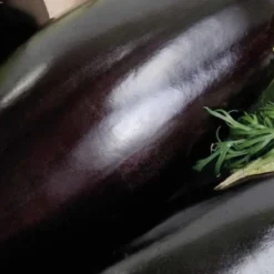 Aubergine Longue Baluroi F1 Bio. La barquette de 3 plants