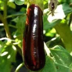 Aubergine Longue Bio. La barquette de 6 plants