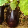 Aubergine Ronde Bio. Le pot de 10,5 cm