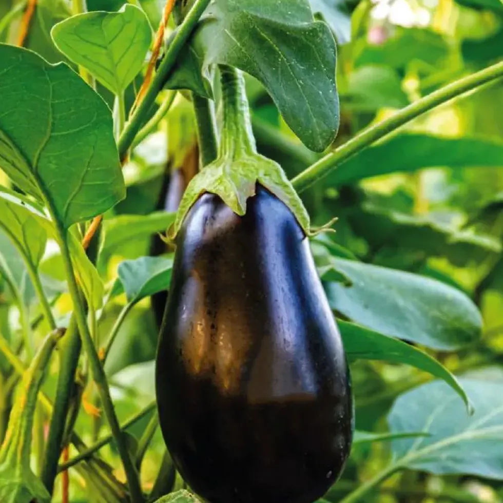 Aubergine Ronde Bonica Bio. Le pot de 10,5 cm