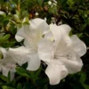 Azalée (Azalea) Encore Ivory blanche. Le pot de 4 litres
