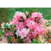 Azalée (Azalea) Encore. Le pot de 4 litres