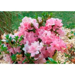 Azalée (Azalea) Encore. Le pot de 4 litres