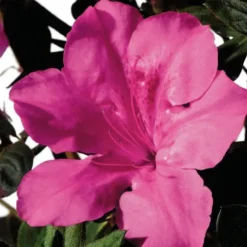 Azalée (Azalea) Encore Sangria