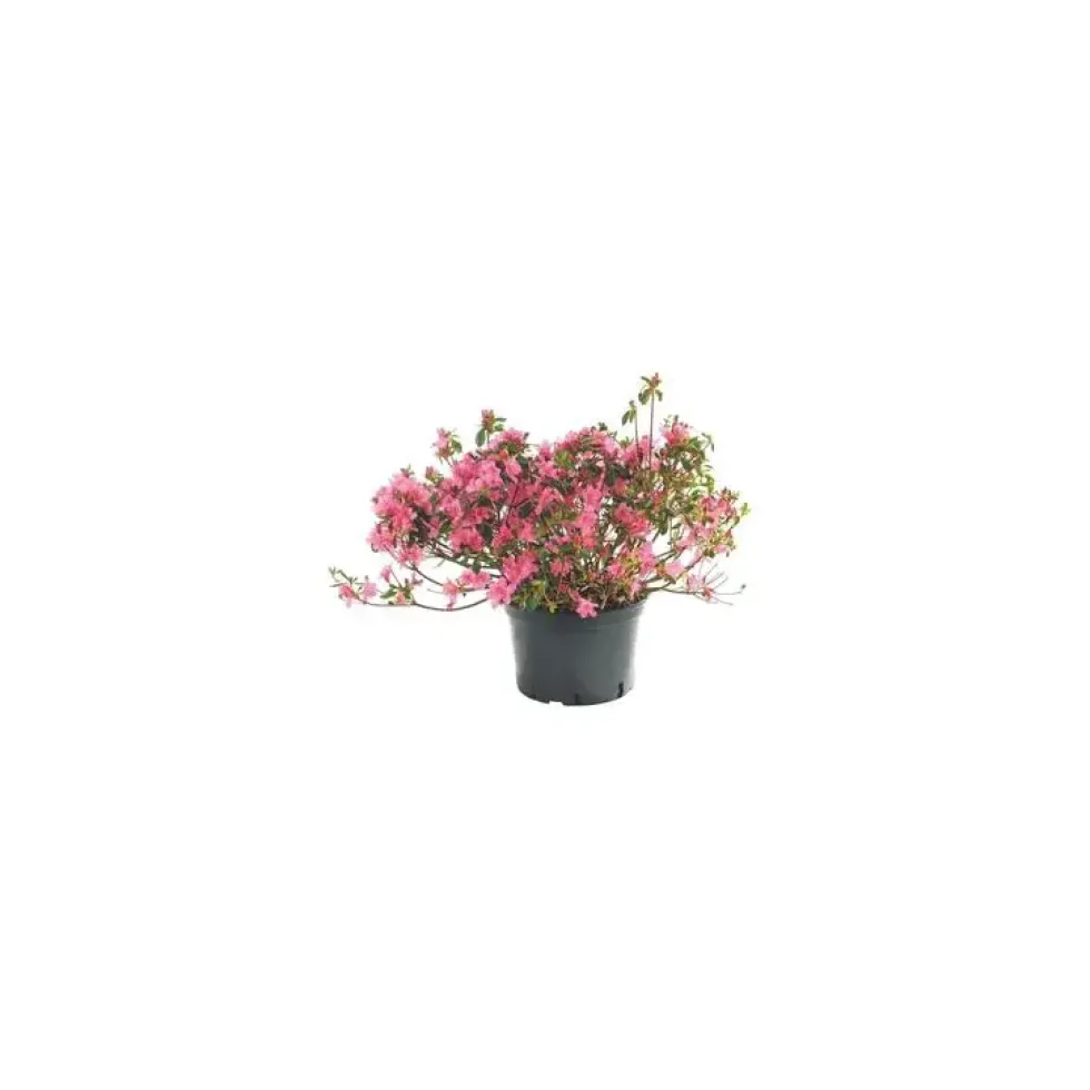 Azalée (AZALEE JAPONAISE VARIEE) Le pot de 5 litres