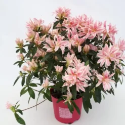 Azalee Japonaise Pink Spider. Le pot de 1,2 litres