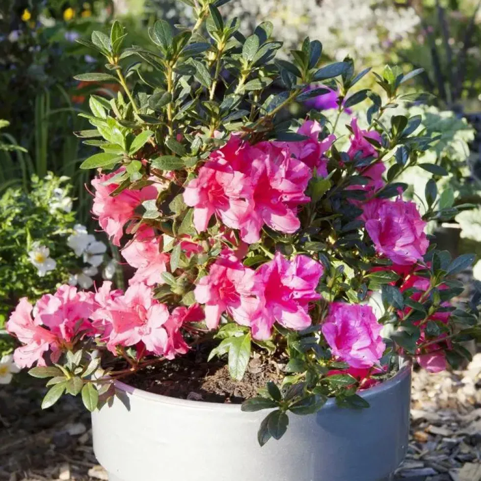 Azalée Encore Carnival rose. Le pot de 4 litres