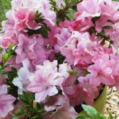Azalée Encore Debutante rose. Le pot de 4 litres
