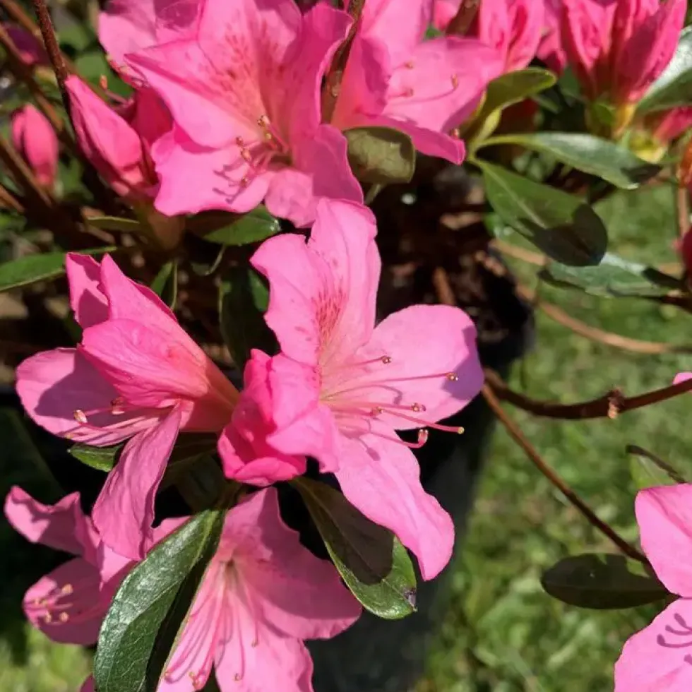 Azalée Japonaise (Azalea Japonica) rose. Le pot de 2 litres