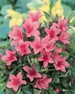 Azalée Japonaise variée (Azalea Japonica) pyramide. Le pot de 12 litres