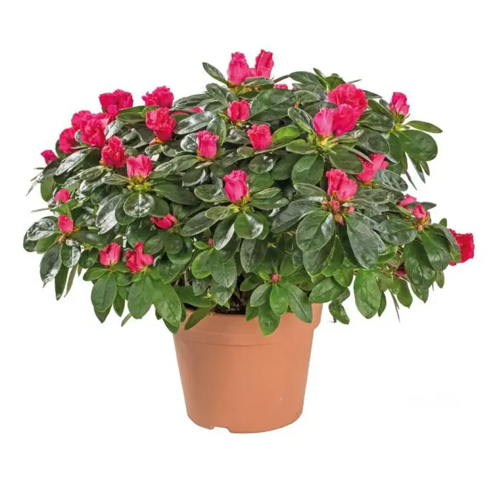 Azalée tardive. Le pot de 14 cm