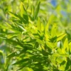 Bambou Phyllostachys Aurea. Le pot de 15 litres