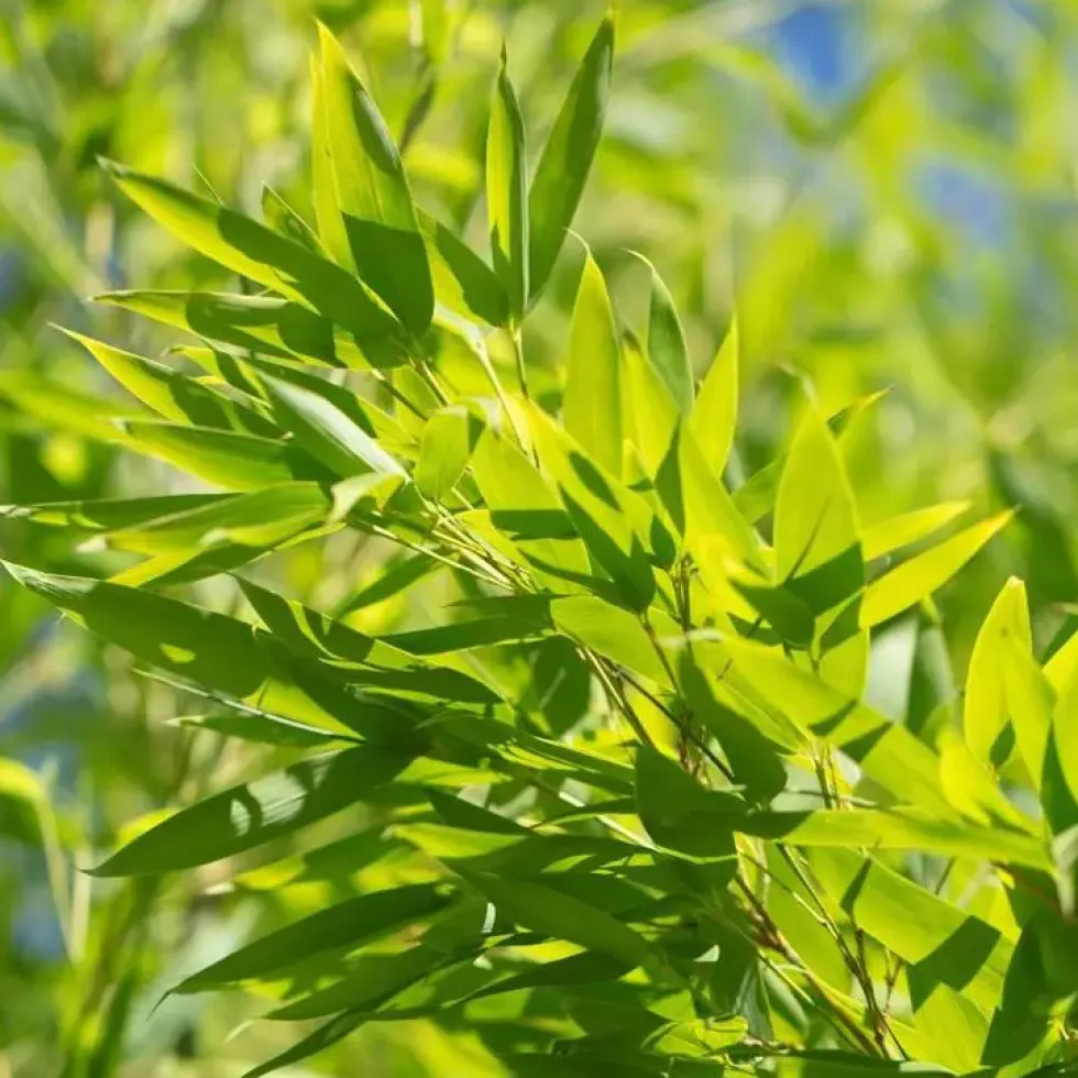 Bambou Phyllostachys Aurea. Le pot de 15 litres