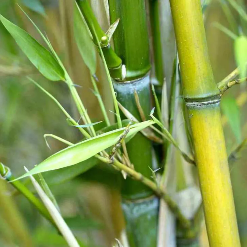 Bambou phyllostachys aureosulcata aureocaulis vert pot de 30L