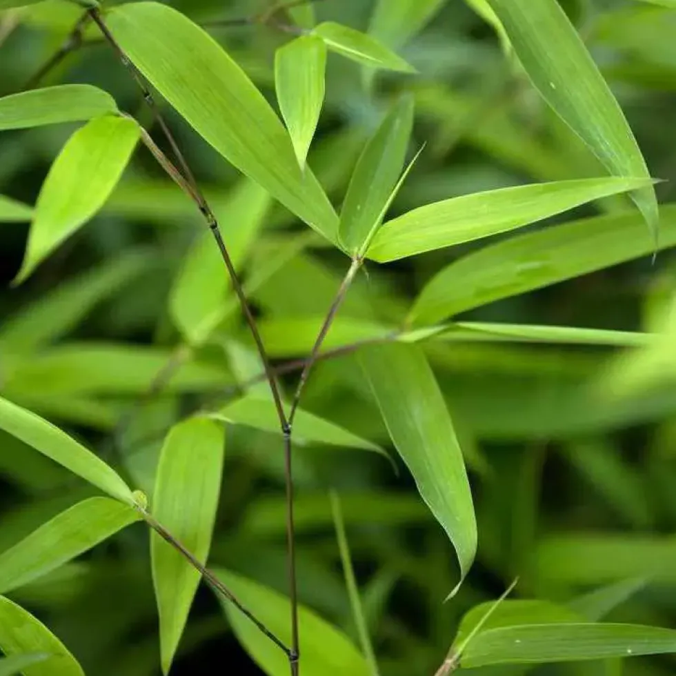 Bambou phyllostachys tip top vert pot de 15L