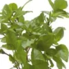 Basilic Cannelle Bio. Le pot de 1 litre