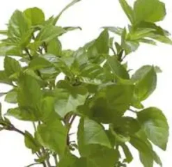 Basilic Cannelle Bio. Le pot de 1 litre