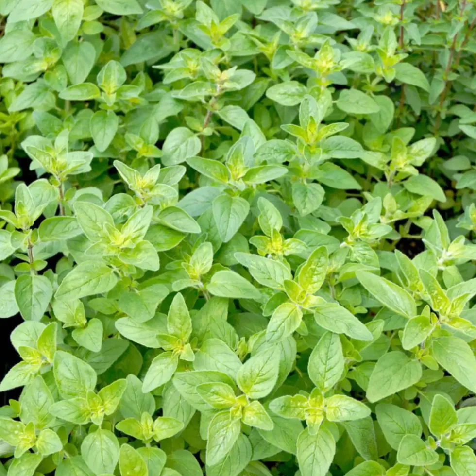 Basilic Citron Bio. Le pot de 1 litre
