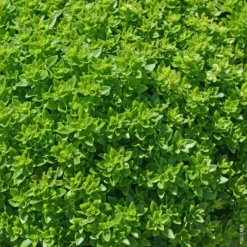 Basilic Fin Vert Bio. Le pot de 10,5 cm