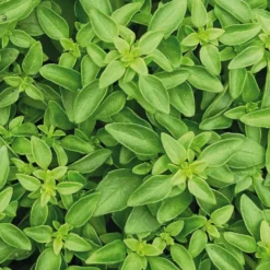 Basilic Fin Vert Bio. Le pot de 2,5 litres