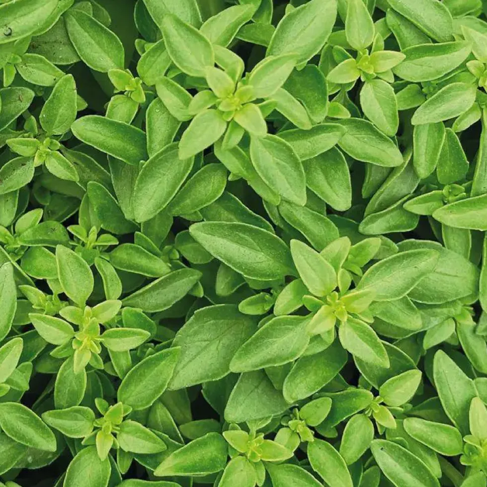 Basilic Fin Vert Bio. Le pot de 2,5 litres