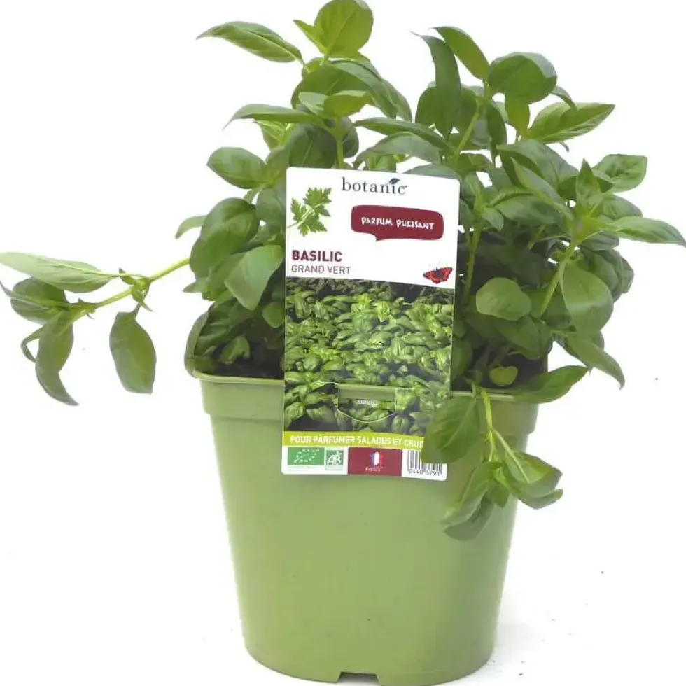 Basilic Fin Vert Bio. Le pot de 2,5 litres