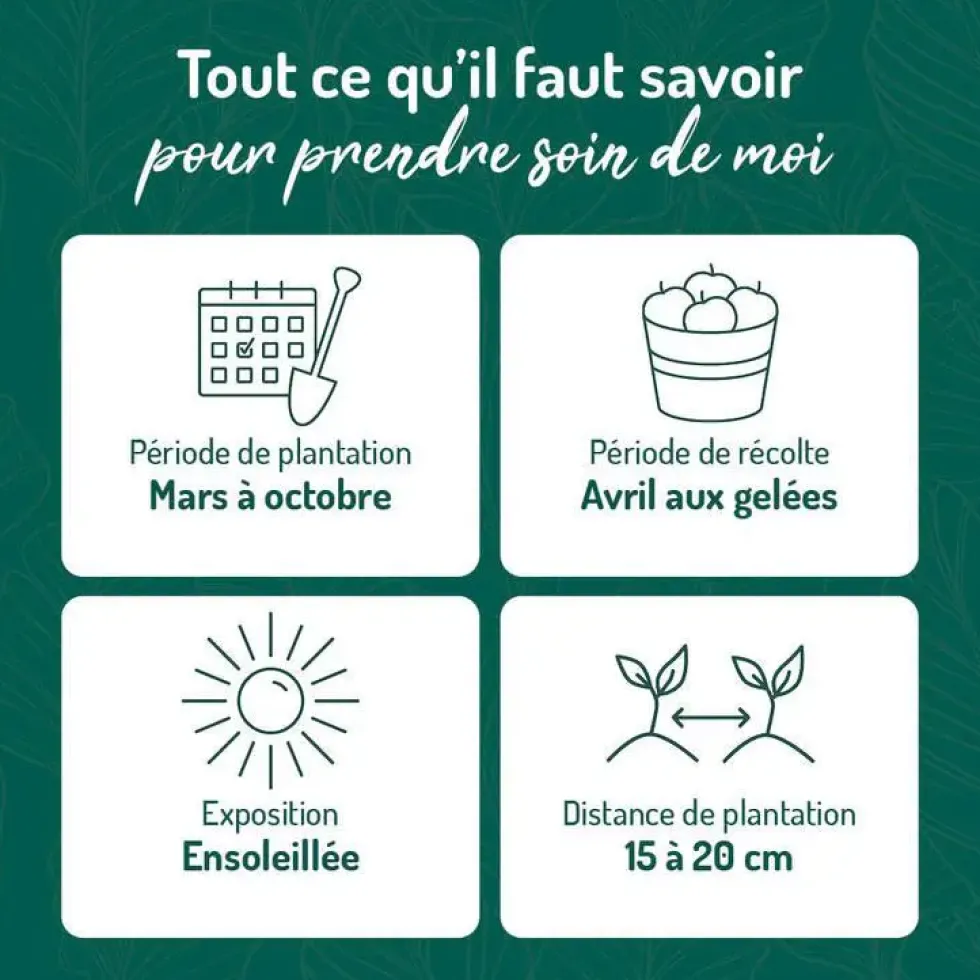 Basilic Fin Vert Bio. Le pot de 2,5 litres