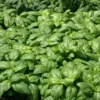 Basilic Grand Vert Bio. Le pot de 1 litre
