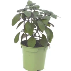 Basilic Magic Blue® Bio. Le pot de 1 litre