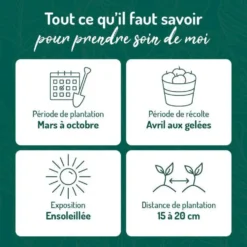 Basilic Magic Blue® Bio. Le pot de 1 litre