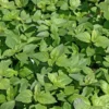 Basilic Marseillais Bio. Le pot de 1 litre
