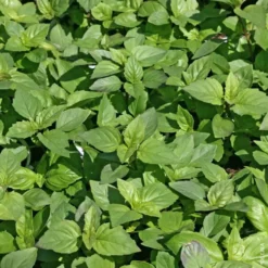 Basilic Marseillais Bio. Le pot de 1 litre