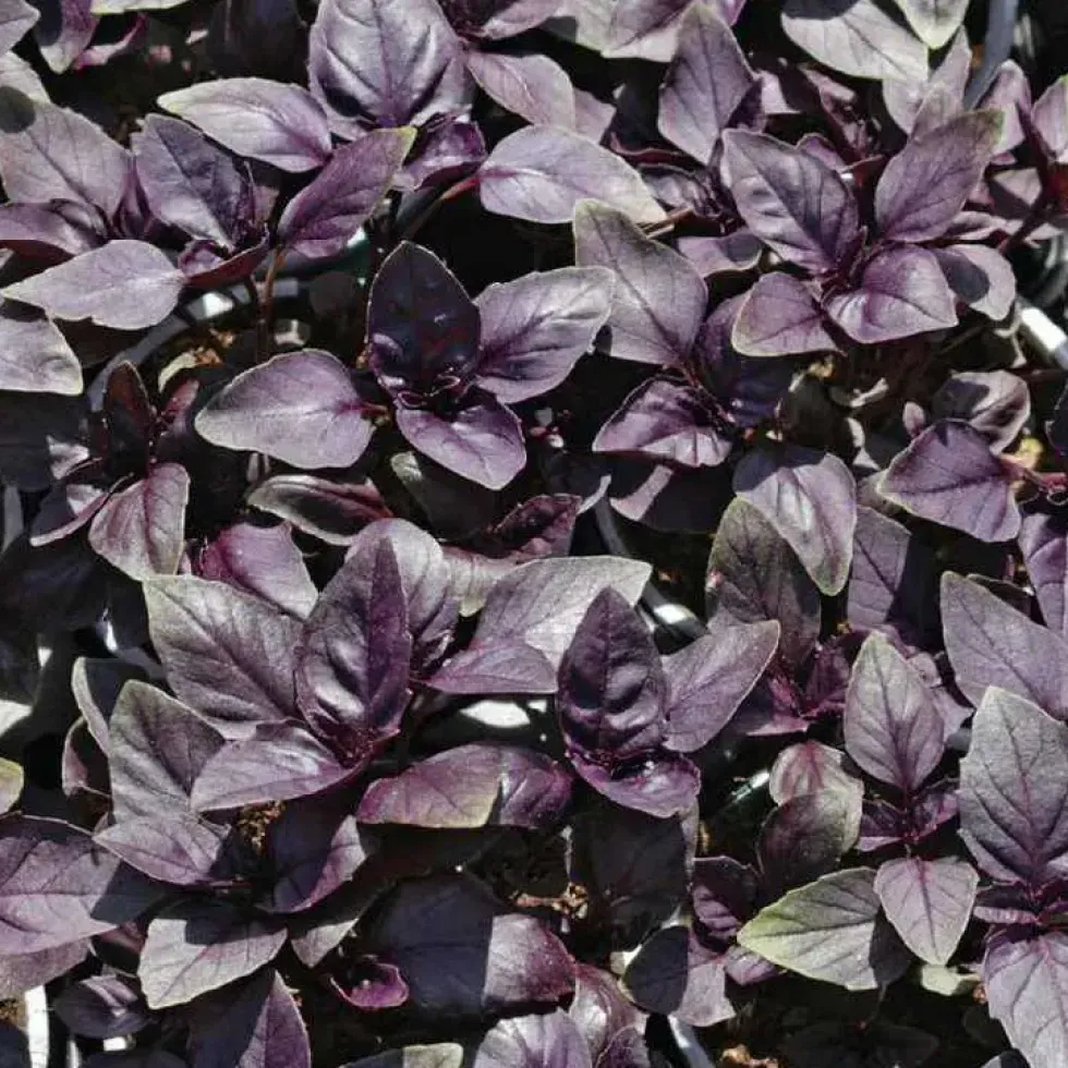 Basilic Pourpre Bio. Le pot de 1 litre