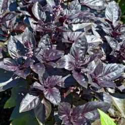 Basilic Pourpre Bio. Le pot de 1 litre