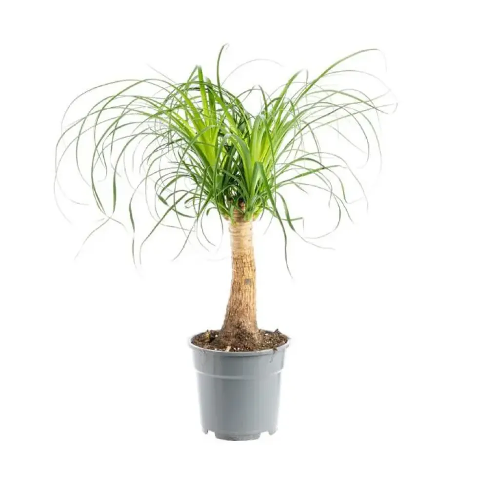 Beaucarnea coupe Ø19xH50 cm